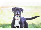 Adopt Karma a Black Labrador Retriever, American Staffordshire Terrier