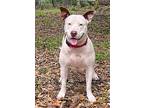 Sassafras, American Pit Bull Terrier For Adoption In Sarasota, Florida