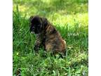 Boxer Puppy for sale in Spring Hill, FL, USA