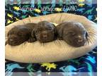 Labrador Retriever PUPPY FOR SALE ADN-509846 - AKC Black English Labrador puppy