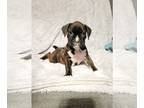 Boxer PUPPY FOR SALE ADN-510054 - Titan and Lily