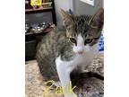 Zoey Domestic Shorthair Kitten Female