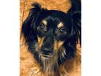 Adopt Ace a Black - with Tan, Yellow or Fawn Dachshund / Papillon / Mixed dog in