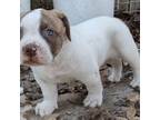 American Bulldog Puppy for sale in Richwoods, MO, USA