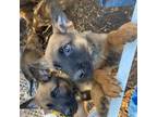 Belgian Malinois Puppy for sale in Cameron, NC, USA