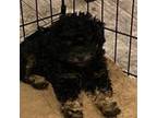 Toy Male shihpoo - Marley