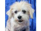 Wilky Lhasa Apso Adult Male