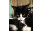 Adopt Patches a Tuxedo, Domestic Short Hair
