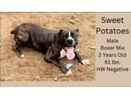 Adopt Sweet Potato a Boxer