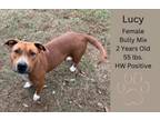 Adopt Lucy a American Bully