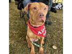 Adopt Cammy a Mixed Breed