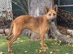 Adopt PJ a German Shepherd Dog, Mixed Breed