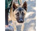 Adopt Leon (ID# A0051509803) a German Shepherd Dog