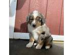 Australian Shepherd Puppy for sale in Agawam, MA, USA