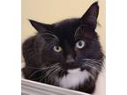 Adopt Uncle Jack a Norwegian Forest Cat, Maine Coon