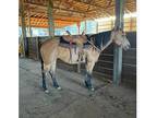 Buckskin &kid safe barrel horse