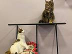Chelsea and Charity Domestic Shorthair Kitten Female