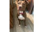 Adopt Luna a American Staffordshire Terrier / Mixed dog in Paola, KS (36668325)