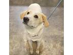 Adopt (Found) Cookie a White - with Tan, Yellow or Fawn Australian Cattle Dog /