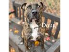 Adopt Doug 221165 a Brindle Mixed Breed (Large) / Mixed dog in Escanaba