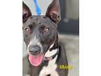 Adopt Shiny a Black Bull Terrier / Mixed dog in Marshall, TX (36664808)