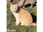Mimosa(Barn Cat) Domestic Shorthair Male