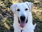 Adopt ZANDOR a White Great Pyrenees / Labrador Retriever / Mixed dog in San
