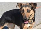 Adopt Sadie HW+ a German Shepherd Dog