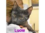 Adopt Lucie a Domestic Short Hair