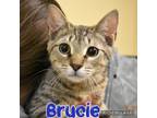 Adopt Brucie a Domestic Short Hair