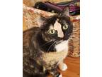 Adopt Ms. Patches a Domestic Short Hair
