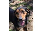 Adopt Sandy a Tricolor (Tan/Brown & Black & White) Coonhound / Mixed dog in