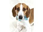 Adopt Chello a Treeing Walker Coonhound, Mixed Breed