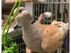 Adopt Lulu and Lawny a Dove