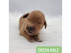 Green Male