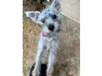 Adopt Rolex a Schnauzer, Yorkshire Terrier