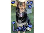 Adopt +Lark - $30 a German Shepherd Dog