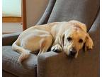 Adopt Rufus - ADOPTED a Labrador Retriever