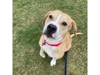 Adopt Caroline a Pit Bull Terrier, Beagle