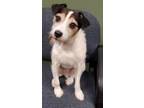 Adopt Jack PKA Tag (Shelter Record) a Jack Russell Terrier