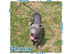 Adopt Hanzo (CP) a Pit Bull Terrier