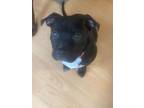 Adopt Kimber a American Staffordshire Terrier, Boxer