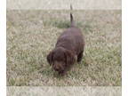 Labradoodle PUPPY FOR SALE ADN-510963 - Labradoodle puppies