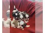 Shih Tzu PUPPY FOR SALE ADN-511257 - Litter of 4 Shih Tzu puppies