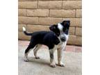Adopt Hank a Border Collie, Australian Cattle Dog / Blue Heeler