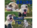 Adopt Bruno a Boxer, Mixed Breed