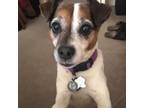 Adopt Lola a Jack Russell Terrier