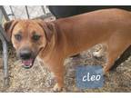 Adopt Cleo a Mountain Cur