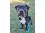 Adopt Audie a Pit Bull Terrier, Boxer