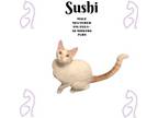 Adopt Sushi a Abyssinian, Siamese